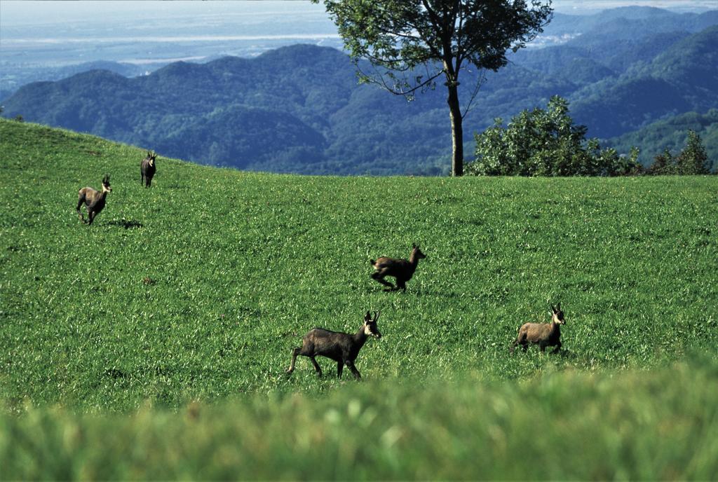 Baita Tana Da L'Ors Villa Forgaria nel Friuli Dış mekan fotoğraf