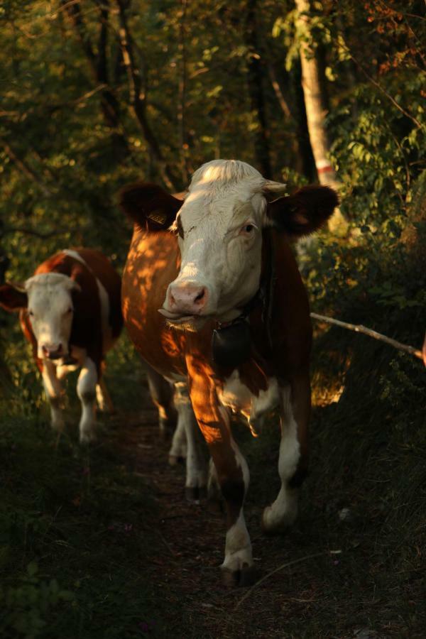 Baita Tana Da L'Ors Villa Forgaria nel Friuli Dış mekan fotoğraf